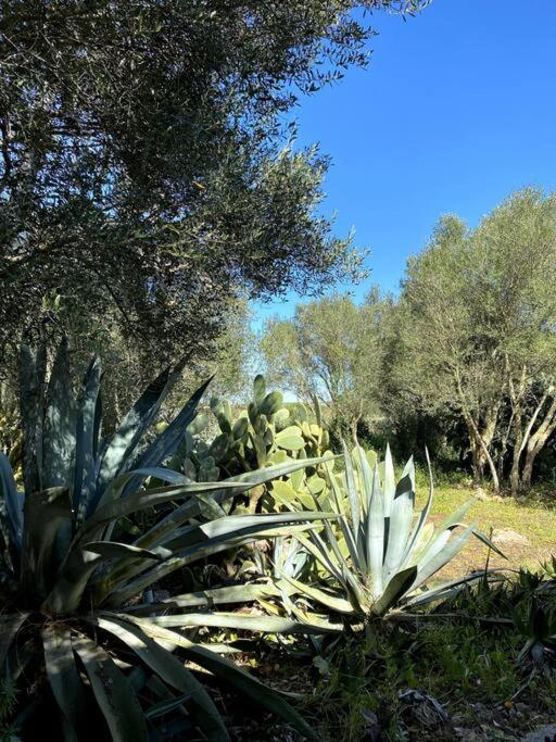 Casa Farah Ferienhaus Ses Salines (Mallorca)