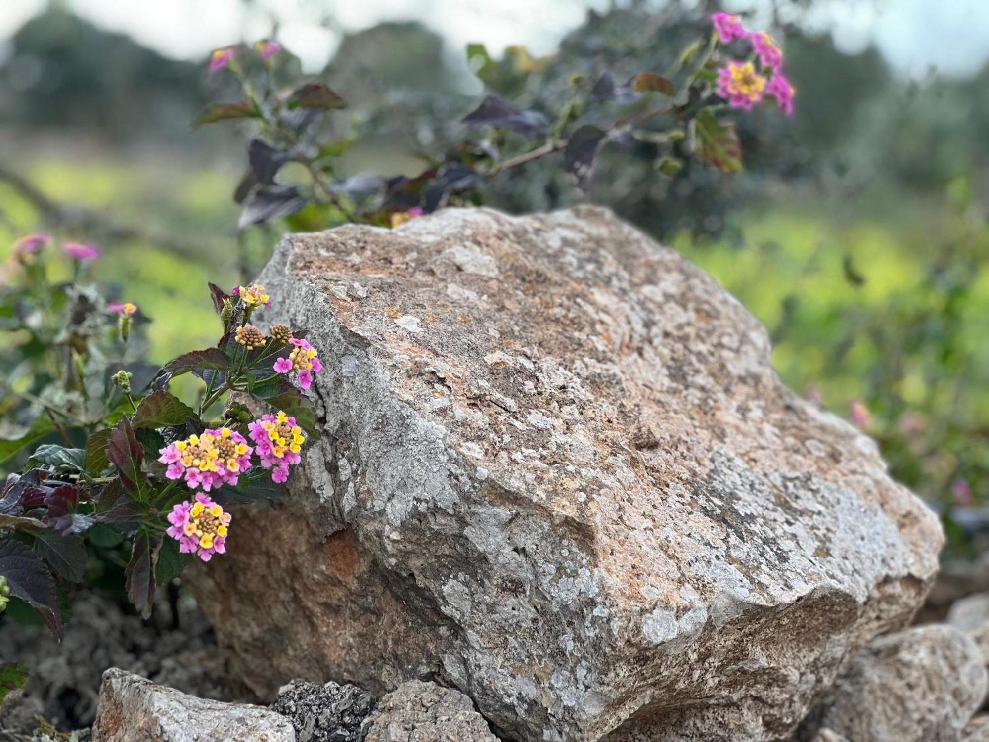 Casa Farah Ses Salines (Mallorca)